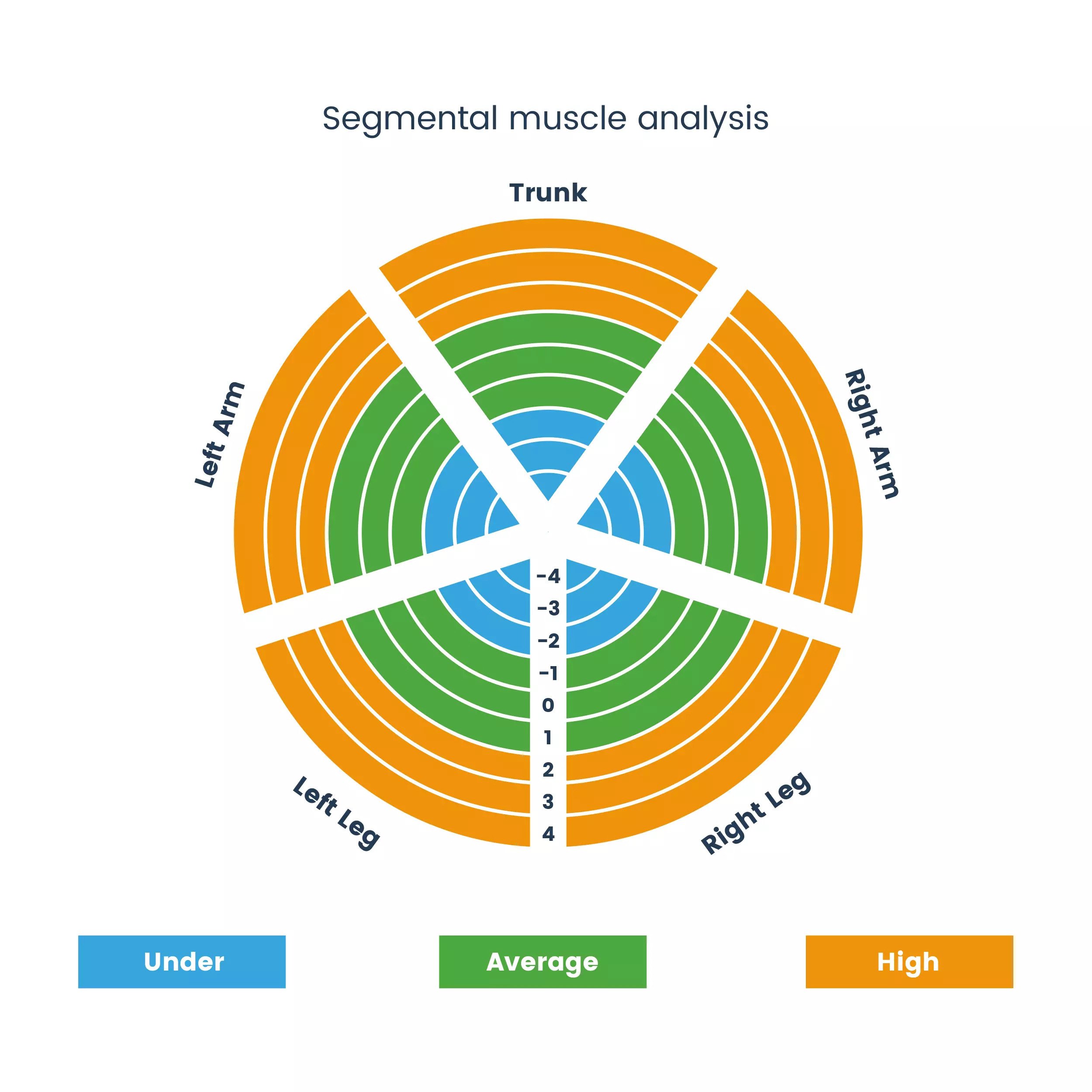 segm muscle anal